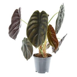 Alocasia Red Secret (16204)