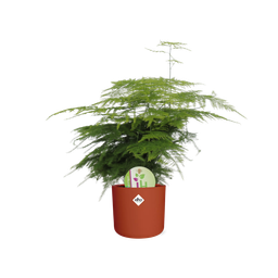 Asparagus ‘Plumosus’ in ELHO b.for soft rond 14cm brique (21485)