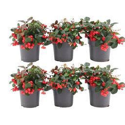Plants by frank 6x Gaultheria procumbens 'Big Berry' | 12 cm Ø | 15-20 cm ↕ (14687)