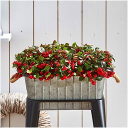 Plants by frank 6x Gaultheria procumbens 'Big Berry' | 12 cm Ø | 15-20 cm ↕ (14687)