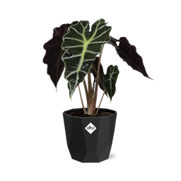 Alocasia ‘Polly’ in 14cm b.for rock living black (21667)