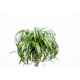 Beaucarnea XXL - 200cm (14129)