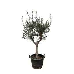 Olea Europaea Cultivo - 230cm- Ø45 (8721055693857)