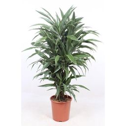 Dracaena Warneckei - 100 cm - ø27 (8721055692751)