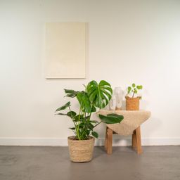 Monstera Deliciosa - ↨80cm - Ø21cm + Mand Selin (8720634289597)