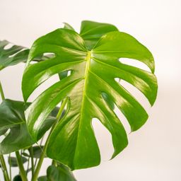 Monstera Deliciosa - ↨80cm - Ø21cm + Mand Selin (8720634289597)