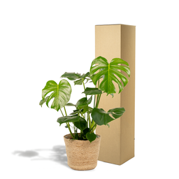 Monstera Deliciosa - ↨80cm - Ø21cm + Mand Selin (8720634289597)