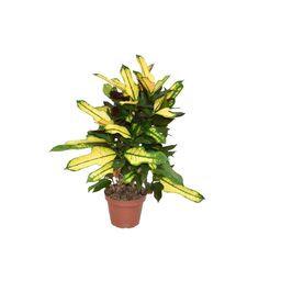 Croton Wilma P14 (22313)
