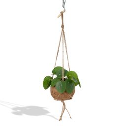 Kokodama Pilea Peperomiodes (8720634287623)