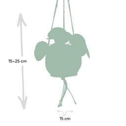 Kokodama Pilea Peperomiodes (8720634287623)
