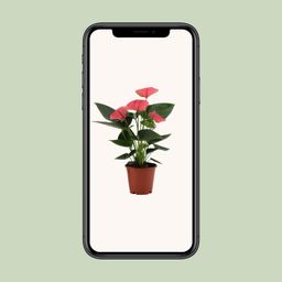 Anthurium Sweet Dream In Transparant Sleeve (28828)