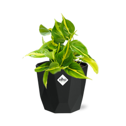 Philodendron Scandens ‘Brasil’ in 14cm b.for rock living black (21649)