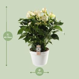 Anthurium White Champion 21cm (22593)