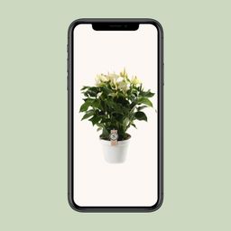 Anthurium White Champion 21cm (22593)