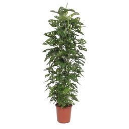 Monstera Monkey Leaf gaasrek - 180 cm - ø27 (8721055691105)