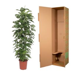 Monstera Monkey Leaf gaasrek - 180 cm - ø27 (8721055691105)