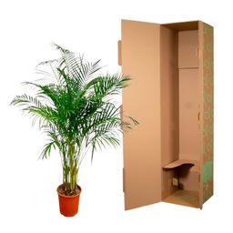 Dypsis Lutescens (Areca Palm) - 160 cm - ø27 (8721055691761)