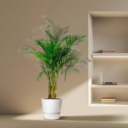 Dypsis Lutescens (Areca Palm) - 160 cm - ø27 (8721055691761)