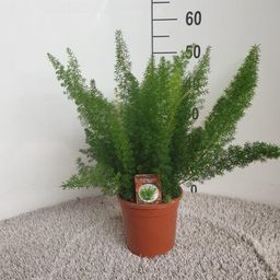 Asparagus D. Meyers (28946)