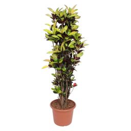 Codiaeum Iceton (Croton Iceton) - 190 cm - ø45 (8721055690054)