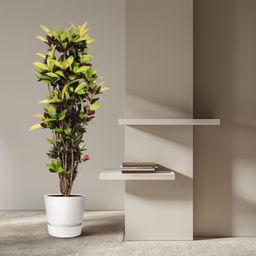 Codiaeum Iceton (Croton Iceton) - 190 cm - ø45 (8721055690054)