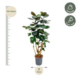 Polyscias Fabian - 130 cm - ø27 (8721055691921)