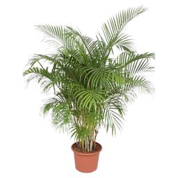 Dypsis Lutescens (Areca Palm) - 200 cm - ø40 (8721055690481)