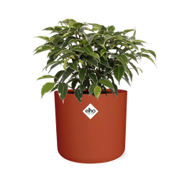 Ficus Benjamina Kinky in ELHO b.for soft rond 14cm brique (21780)