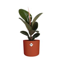 Ficus Elastica ‘Robusta’ in ELHO b.for soft rond 14cm brique (21506)