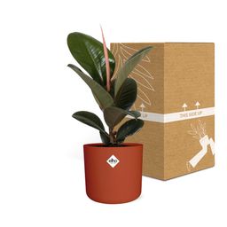 Ficus Elastica ‘Robusta’ in ELHO b.for soft rond 14cm brique (21506)