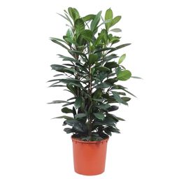 Ficus Cyathistipula struik - 140 cm - ø34 (8721055690771)