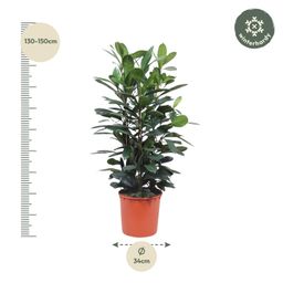 Ficus Cyathistipula struik - 140 cm - ø34 (8721055690771)