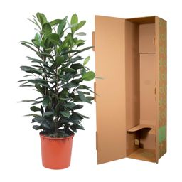 Ficus Cyathistipula struik - 140 cm - ø34 (8721055690771)