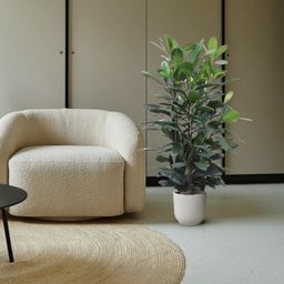 Ficus Cyathistipula struik - 140 cm - ø34 (8721055690771)