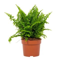 Nephrolepis Vitale 12cm (28778)
