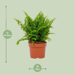 Nephrolepis Vitale 12cm (28778)