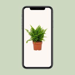 Nephrolepis Vitale 12cm (28778)