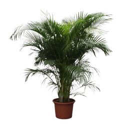 Dypsis Lutescens (Areca Palm) - 230 cm - ø40 (8721055690450)