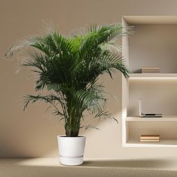 Dypsis Lutescens (Areca Palm) - 230 cm - ø40 (8721055690450)