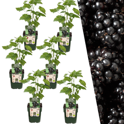 Plants by frank 6 x Biologische bramenplanten - Ø 13 cm - ↨ 20 cm (8721001421169)