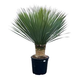 Yucca Rostrata - 140 cm - Ø45 (8721081685529)