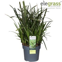 Carex Morrowii Ice Dance (20736)