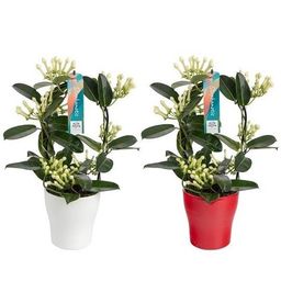Stephanotis 7-8 Tros Boog Keramiek Anna Rood/Wit - 2 stuks (25808)
