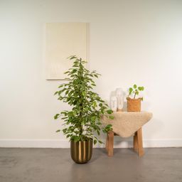 Ficus benjamina Goldenking - Pot Mayk Gold (8720634289771)