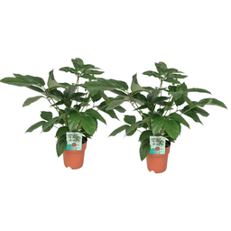 Schefflera Actinophylla - 2 stuks (32891)