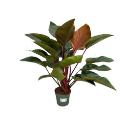 Philodendron Red Beauty (25031)