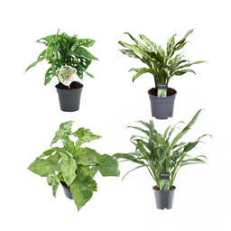 Groen mix 4 planten - Monstera obliqua 'Monkey Leaf' - 25 cm - ø12 - Aglaonema Juliette - 40 cm - ø12 - Syngonium Mottled - 25 cm - ø12 - Aglaonem (8721081685284)