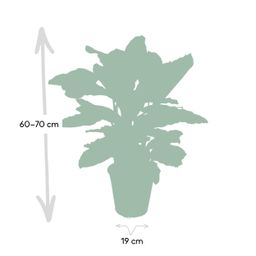 Calathea Zebrina - Pauwenplant (8720634284004)