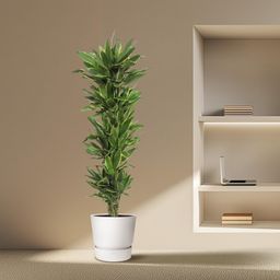 Dracaena Golden Coast - 200 cm - ø34 (8721055690160)