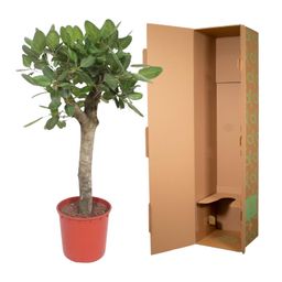 Ficus Benghalensis boom - 150 cm - ø30 (8721055690719)